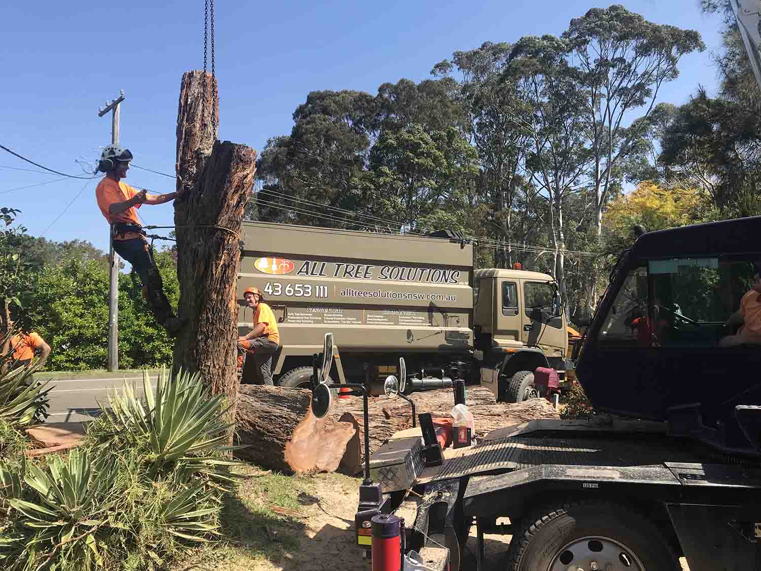 Tree Removal with All Tree Solutions truck in background - Central Coast, NSW