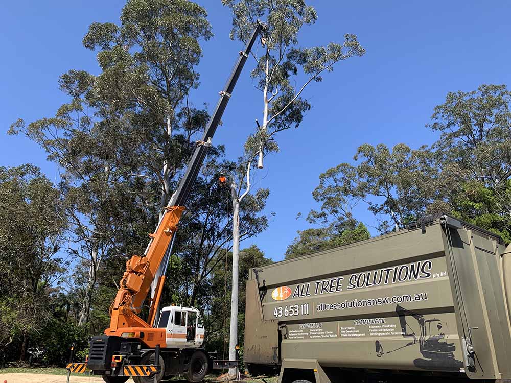Tree Service Team Trimming the Tree — Tree Removal & Land Clearing In Ourimbah, NSW