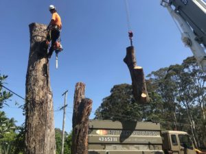 Tree Cutting — Tree Removal & Land Clearing In Bateau Bay, NSW