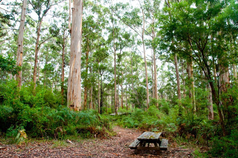 Karri Trees in the Forest — Tree Removal & Land Clearing in Ourimbah, NSW