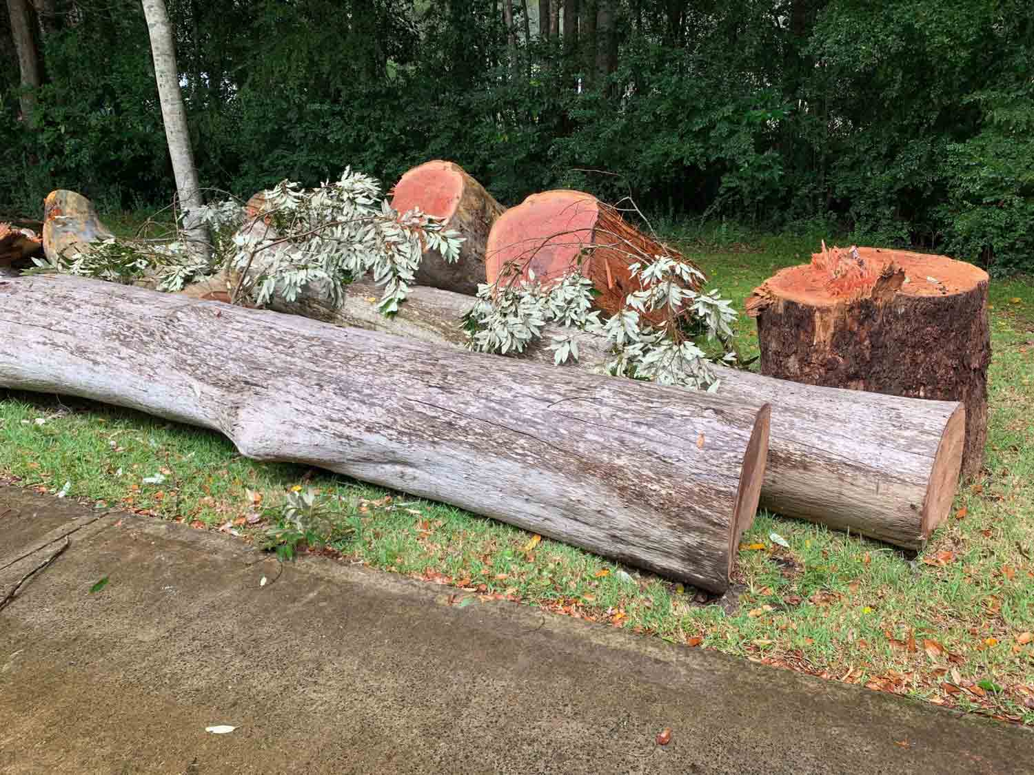 Photo of a Tree Logging — Tree Removal & Land Clearing in Ourimbah, NSW
