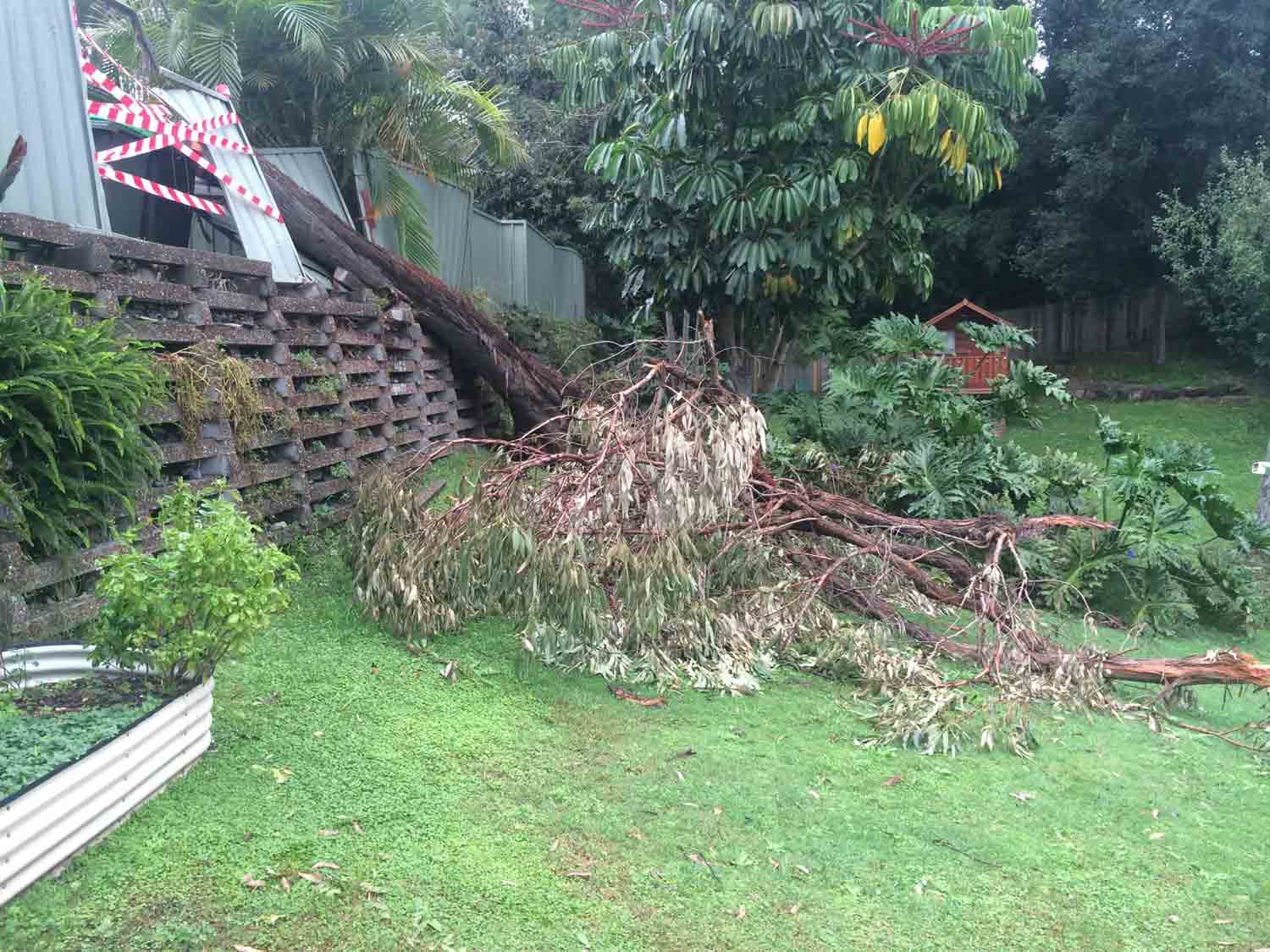 Trees with Vines Fell on the Lawn — Tree Removal & Land Clearing in Ourimbah, NSW