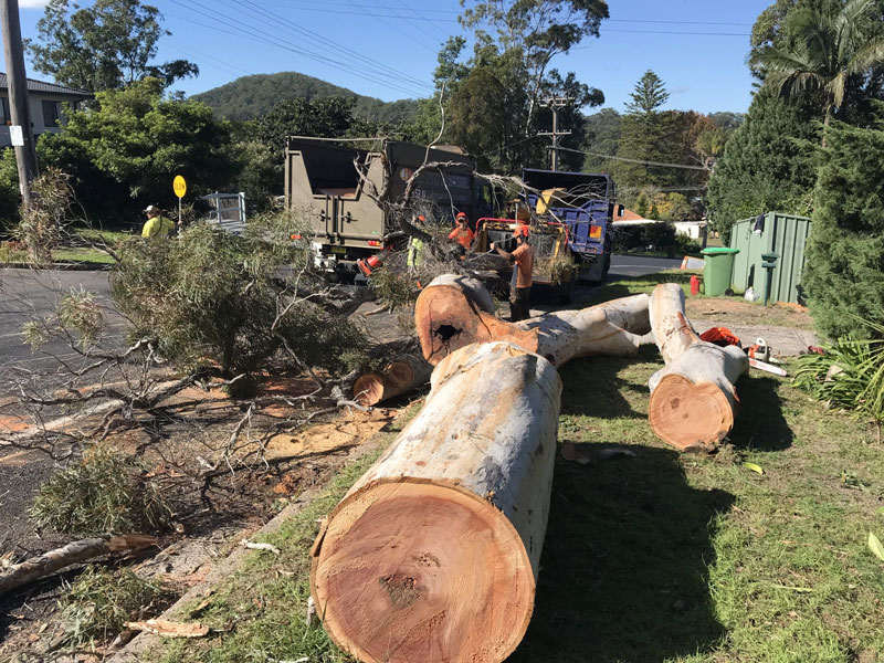 Newly chopped large log — Tree Removal Near Me in Central Coast, NSW