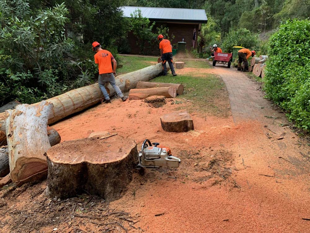 Photo of Residential Tree Cutting — Tree Removal & Land Clearing in Bateau Bay, NSW