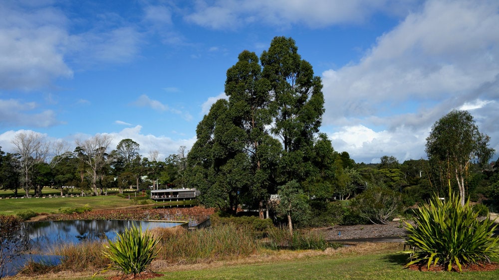 Parkland at Kariong — Tree Removal & Land Clearing in Kariong, NSW