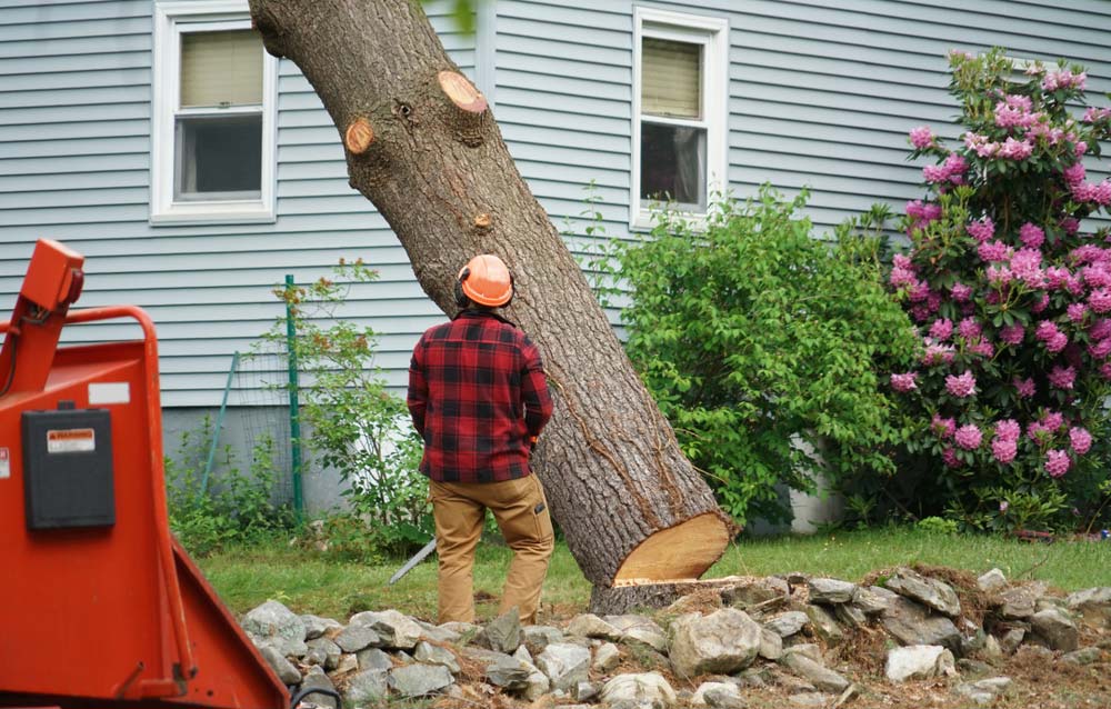 Worker Removing Tree In Residential Area