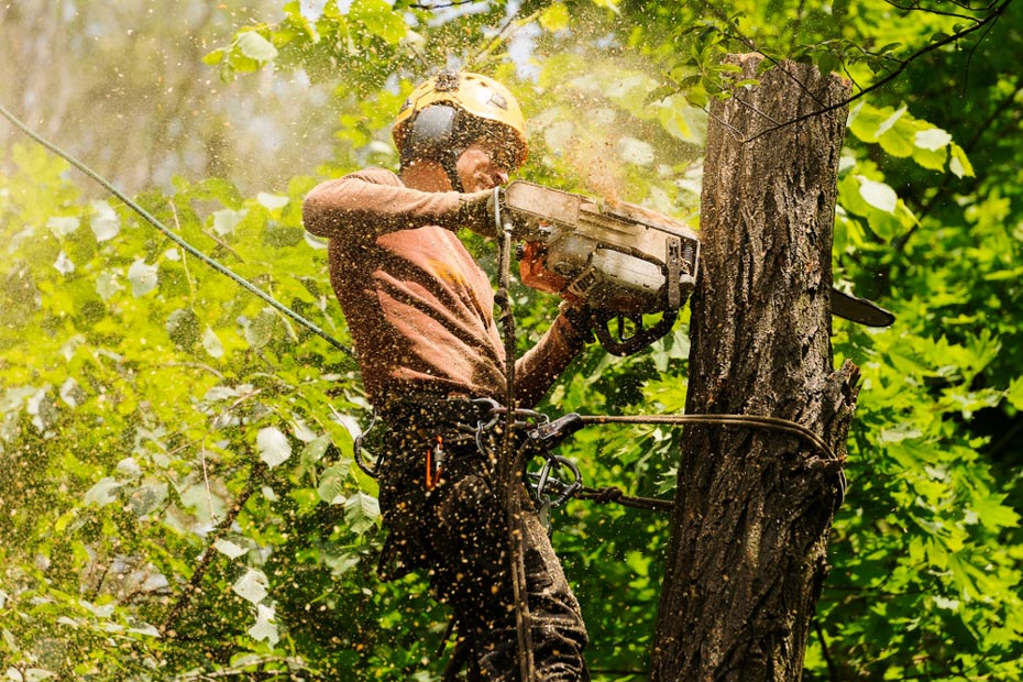 Tree Lopper Cutting Down A Tree With A Chainsaw