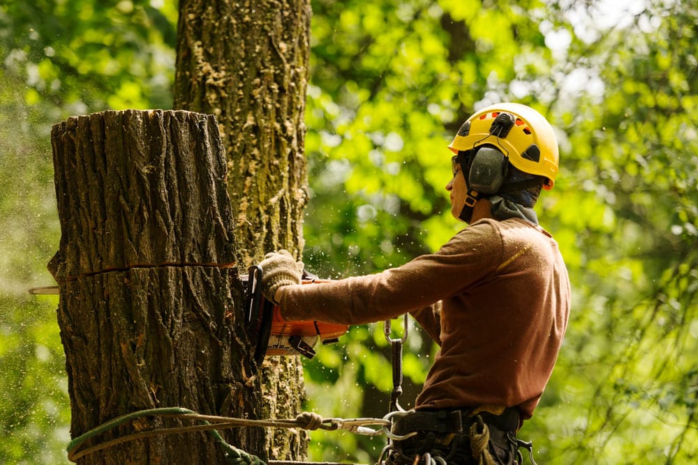 Arborist Cutting Tree With Chainsaw