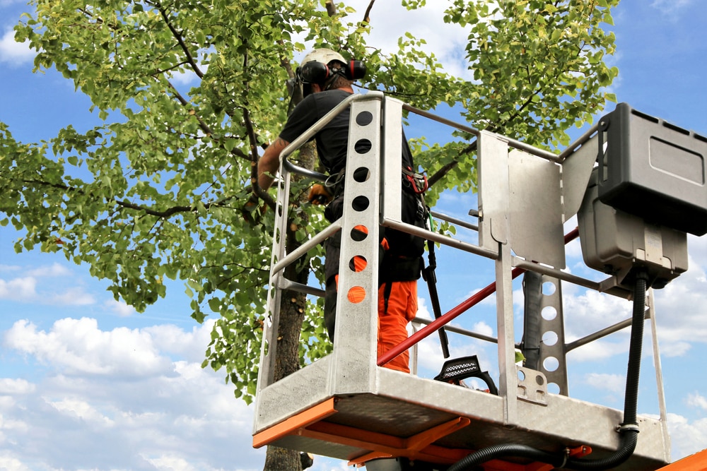 Arborists Doing Tree Care Maintenance
