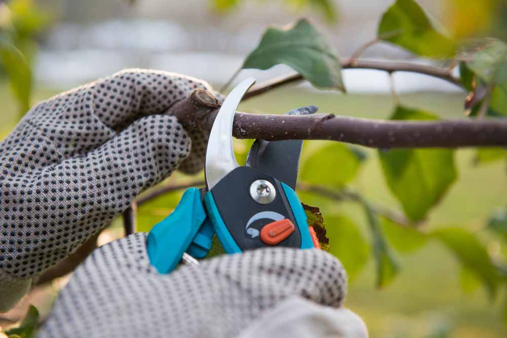 Pruning Fruit Trees With Pruning Shears