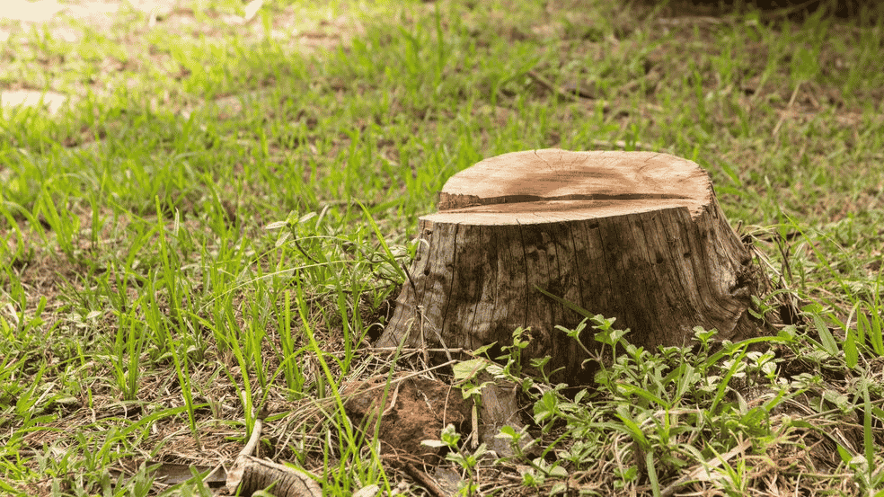 Old Tree Stump In A Park