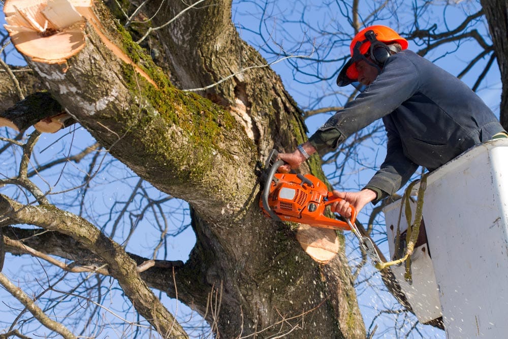 Man Trimming A Tree