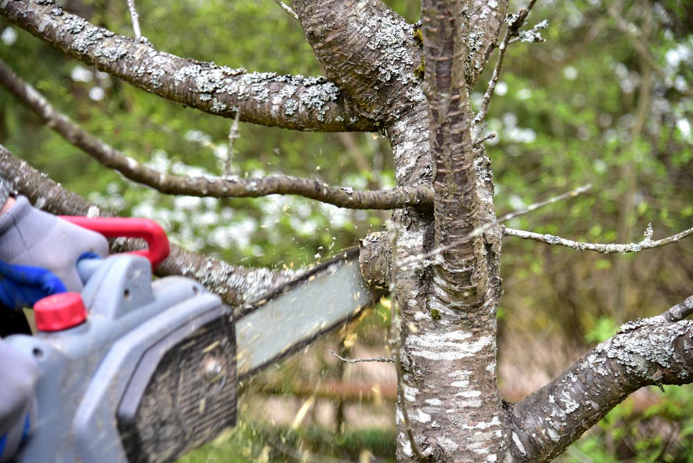Arborist Trimming A Tree With Chainsaw