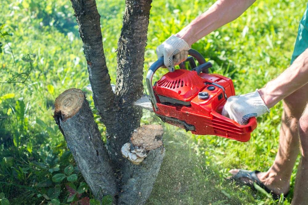 Cutting tree with a chainsaw — Tree Removal & Land Clearing in Somersby, NSW