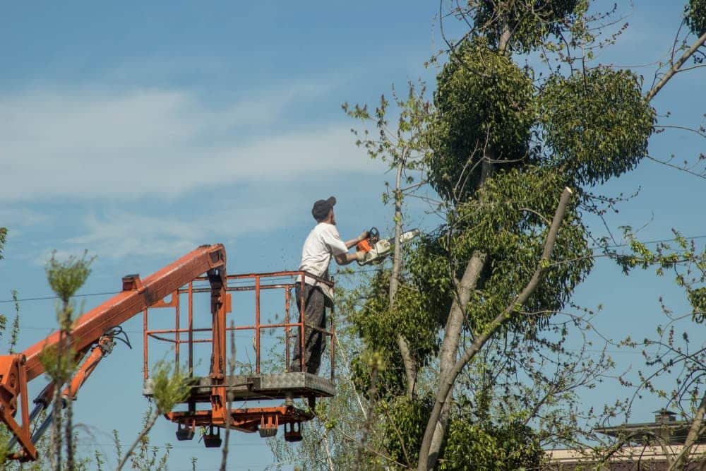 Tree being trimmed — Tree Removal & Land Clearing in Somersby, NSW