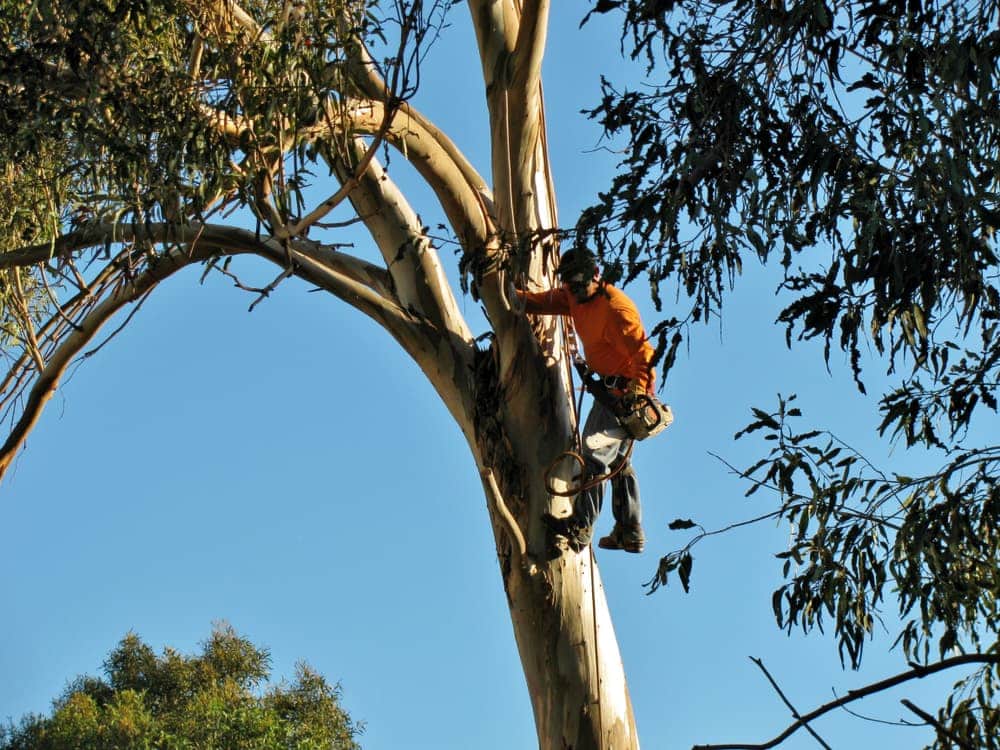 Tree trimming — Tree Removal & Land Clearing in Somersby, NSW