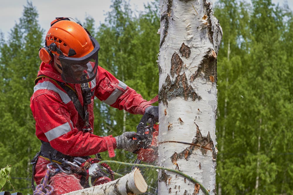 Arborist Cutting A Birch Tree