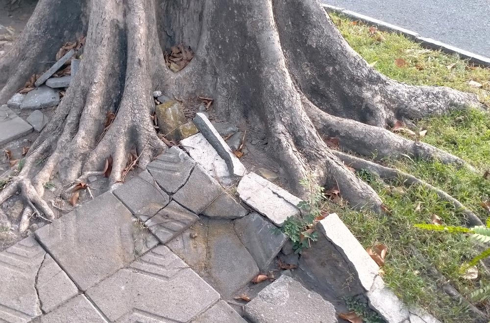 Overgrown Tree And Roots