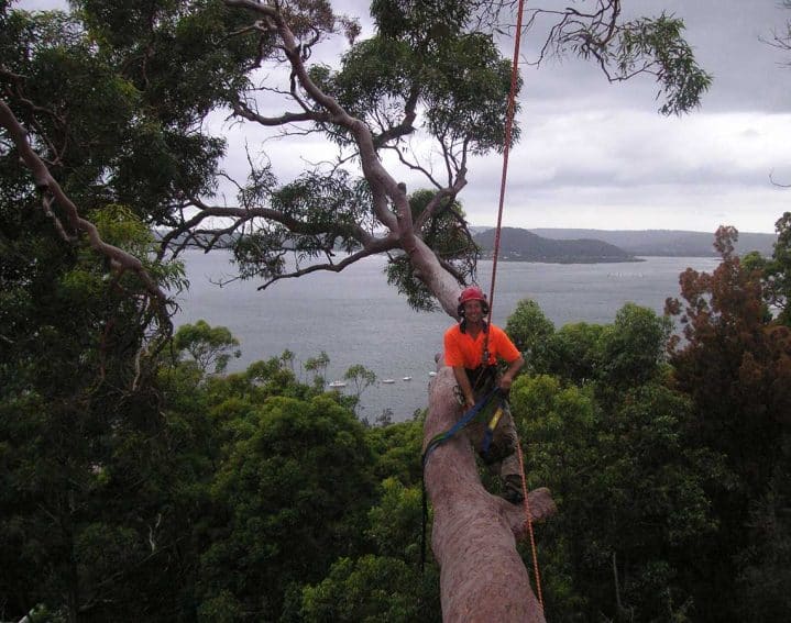 tree lopper central coast