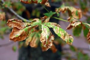 Discoloured Leaves Of A Tree