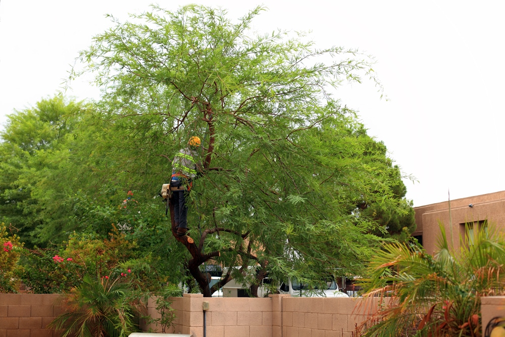 arborist tree trimming