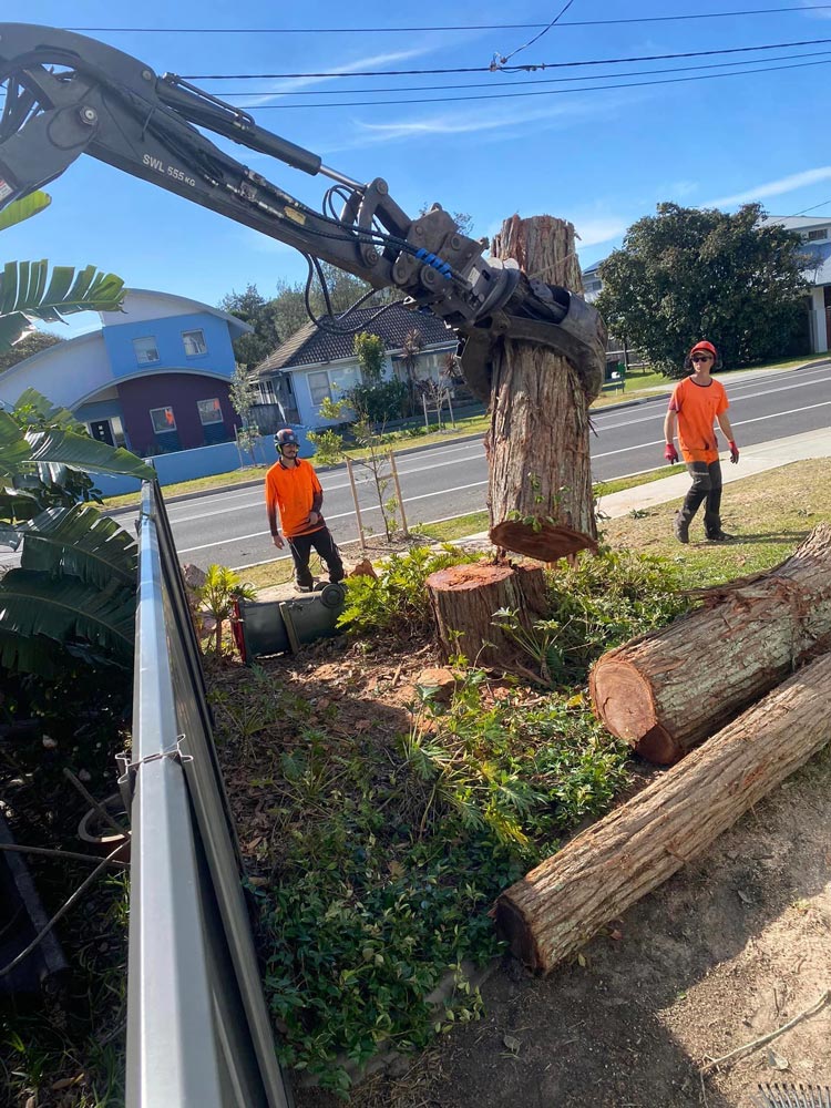 Arborists Doing Tree Removal