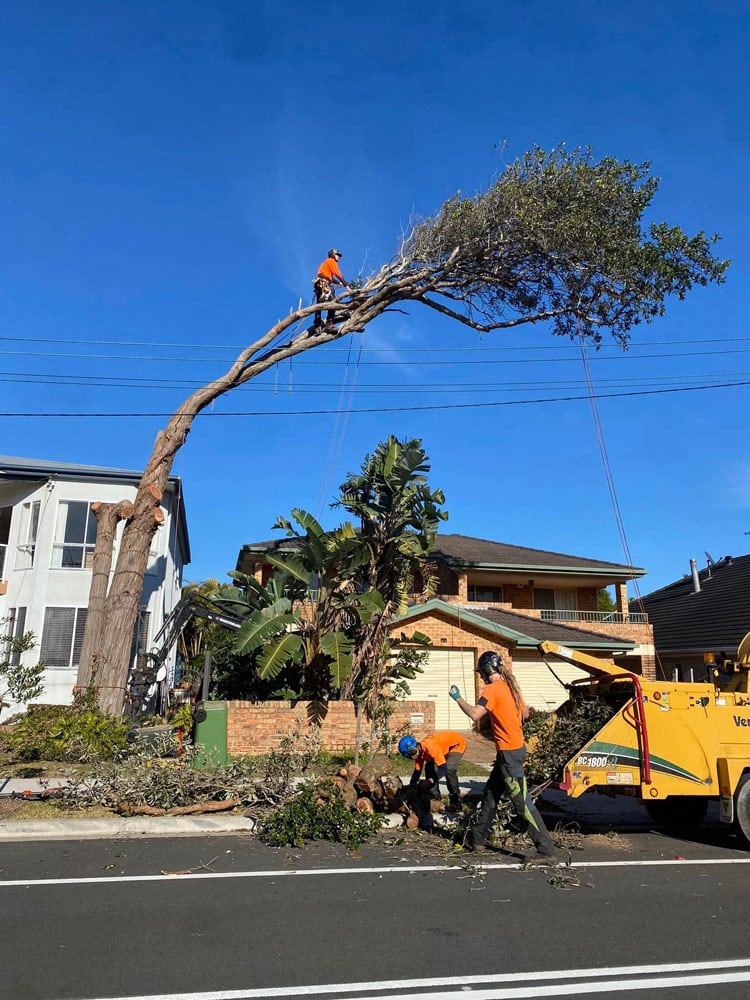 Tree Removal Operation