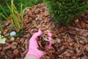 Adding Mulch in Garden