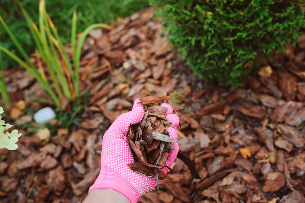 Adding Mulch in Garden