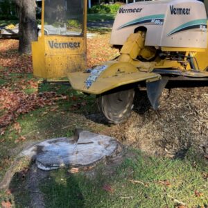Stump Grinding in Progress