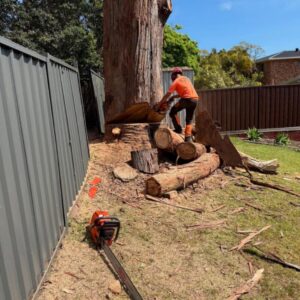 Emergency Removal of Tree in The Backyard