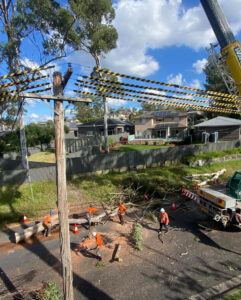 Arborist Removing A Tree On The Central Coast