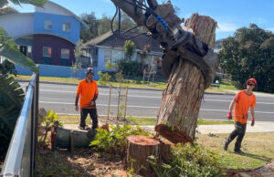 Arborists On The Central Coast Removing A Huge Tree