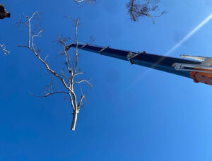 Crane Lifting A Tree During Removal On The Central Coast