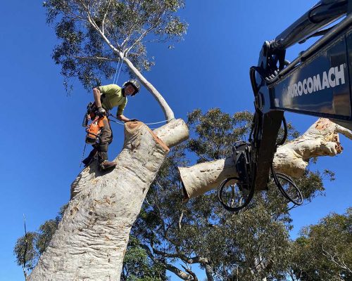 Man Cutting Down the Branches of Tree — Tree Removal & Land Clearing In Central Coast, NSW