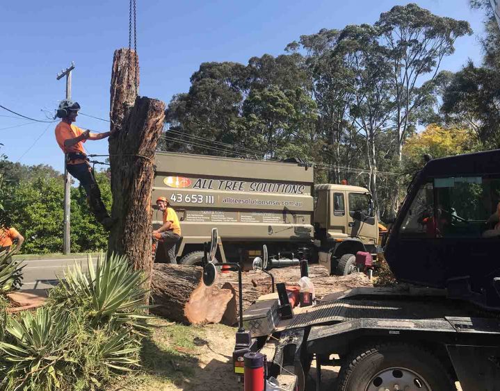 Tree Removal with All Tree Solutions truck in background - Central Coast, NSW