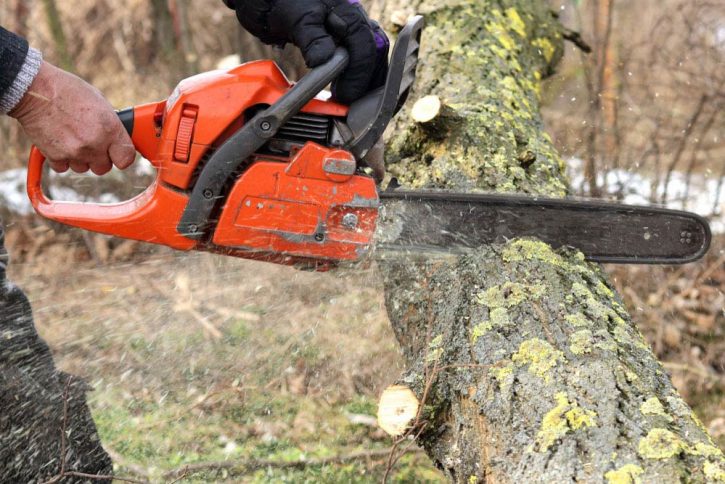 Man Saws a Trunk of Locust Tree — Tree Removal & Land Clearing in Kariong, NSW