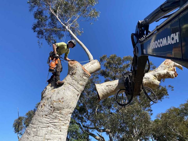Tree Service Expert Removing Tree — Tree Removal & Land Clearing In Central Coast, NSW