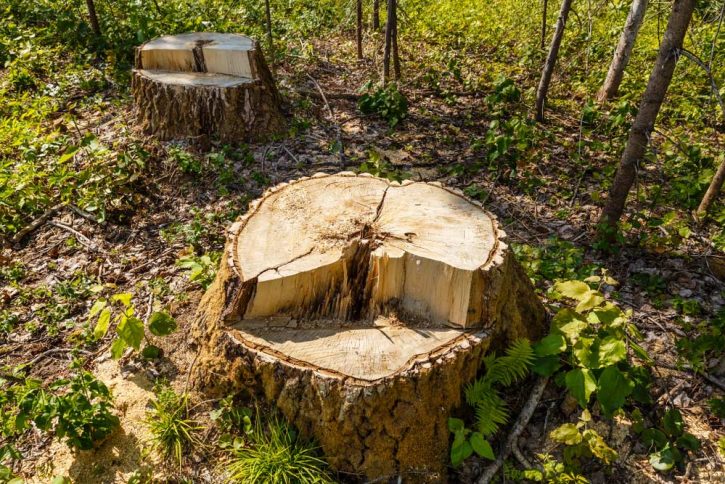 Birch Stump in the Forest — Tree Removal & Land Clearing in Mangrove Mountain, NSW
