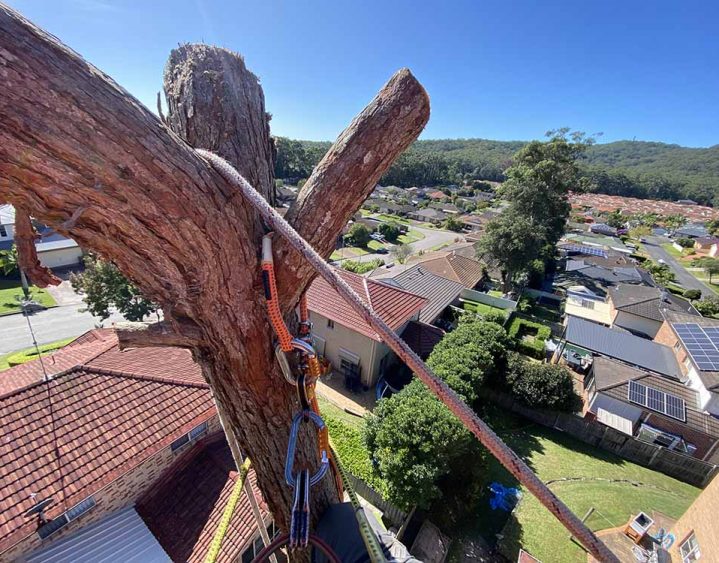 Tree Service Expert at the Top of the Tree — Tree Removal & Land Clearing In Central Coast, NSW