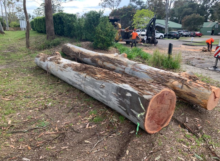 Tree Branches — Tree Removal & Land Clearing In Ourimbah, NSW
