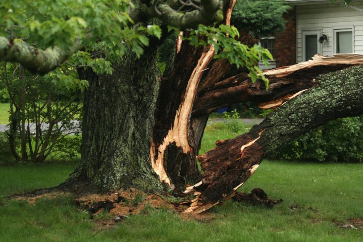 A Storm Damaged Tree