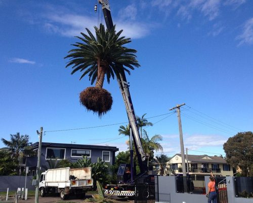 Lifting Machine Pulling the Palm Tree — Tree Removal & Land Clearing In Central Coast, NSW