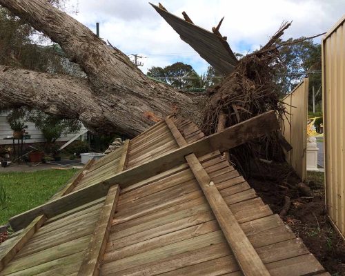 Tree Destroyed by the Storm — Tree Removal & Land Clearing In Central Coast, NSW