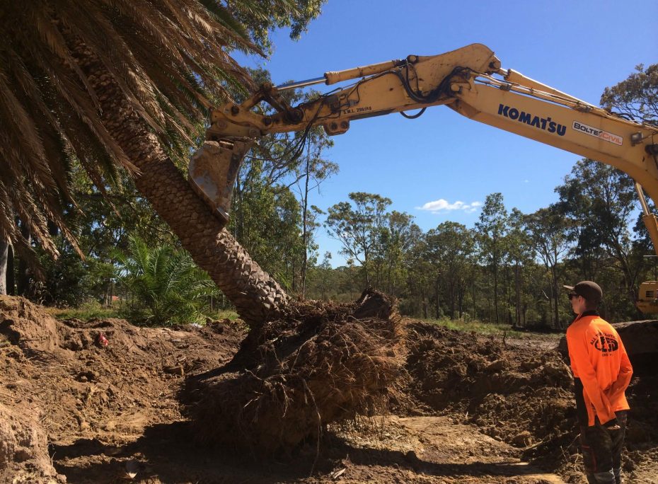 Removing a Tree — Tree Removal & Land Clearing In Matcham, NSW