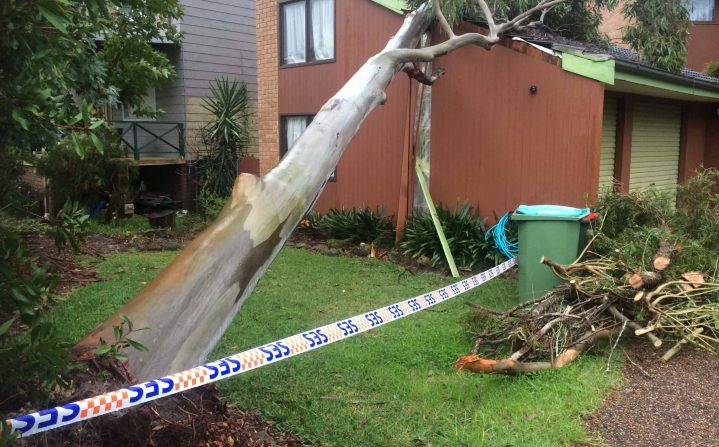 Fallen Tree on the House — Tree Stump Removal Central Coast, NSW