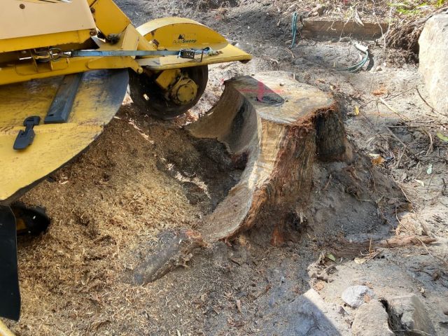Tree stump getting removed — Tree Stump Removal Central Coast, NSW