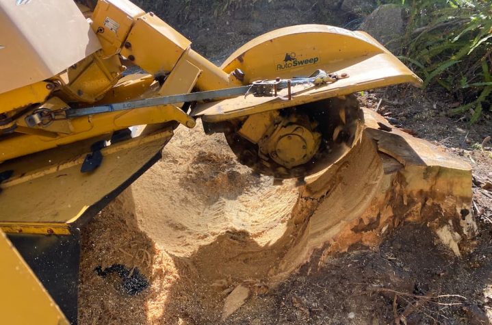 Grinding A Tree Stump — Tree Stump Removal Central Coast, NSW