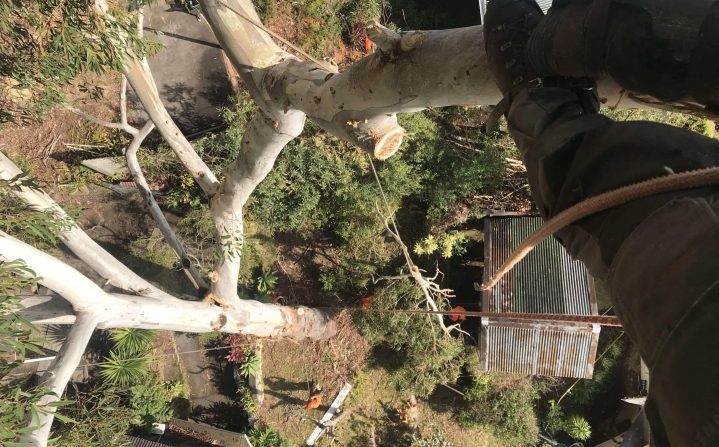 Tree Branches — Tree Removal & Land Clearing In Bateau Bay, NSW