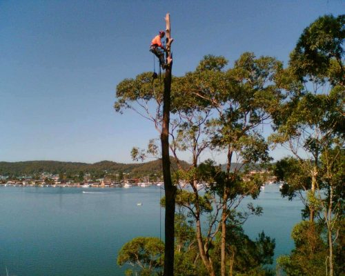 Man Standing at the Top of the Tree — Tree Removal & Land Clearing In Central Coast, NSW